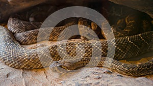 Rattlesnake, Crotalus atrox