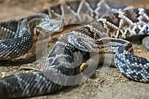 Rattlesnake, Crotalus atrox. Western Diamondback.