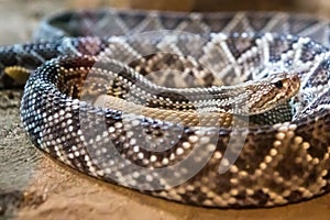 Rattlesnake, Crotalus atrox. Western Diamondback.