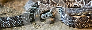 Rattlesnake, Crotalus atrox. Western Diamondback.