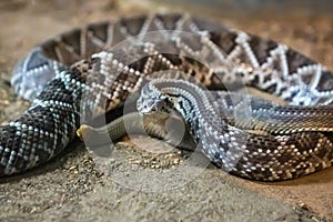 Rattlesnake, Crotalus atrox. Western Diamondback.