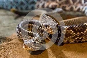 Rattlesnake, Crotalus atrox. Western Diamondback.