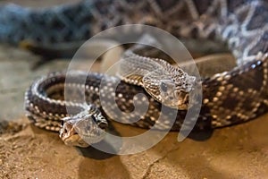 Rattlesnake, Crotalus atrox. Western Diamondback.