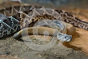 Rattlesnake, Crotalus atrox. Western Diamondback.