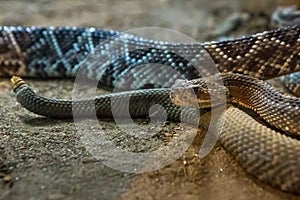 Rattlesnake, Crotalus atrox. Western Diamondback.