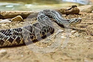 Rattlesnake, Crotalus atrox. Western Diamondback.