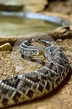 Rattlesnake, Crotalus atrox. Western Diamondback.