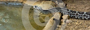 Rattlesnake, Crotalus atrox. Western Diamondback.
