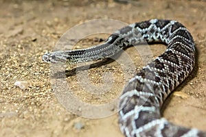 Rattlesnake, Crotalus atrox. Western Diamondback.