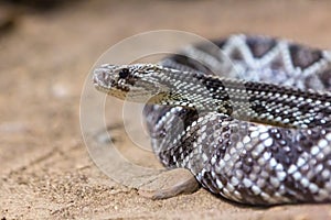 Rattlesnake, Crotalus atrox. Western Diamondback.