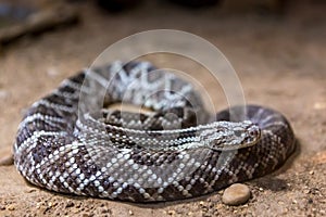 Rattlesnake, Crotalus atrox. Western Diamondback.