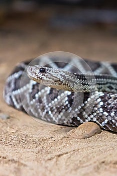 Rattlesnake, Crotalus atrox. Western Diamondback.