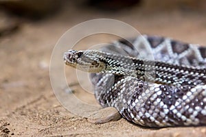 Rattlesnake, Crotalus atrox. Western Diamondback.