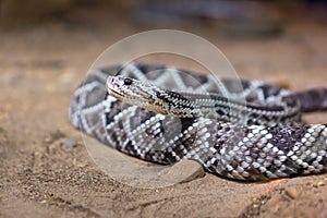 Rattlesnake, Crotalus atrox. Western Diamondback.