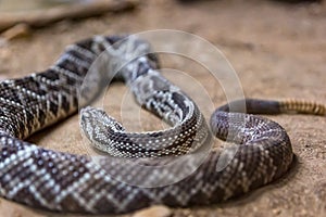 Rattlesnake, Crotalus atrox. Western Diamondback.