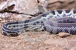 Rattlesnake, Crotalus atrox. Western Diamondback.