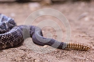 Rattlesnake, Crotalus atrox. Western Diamondback.