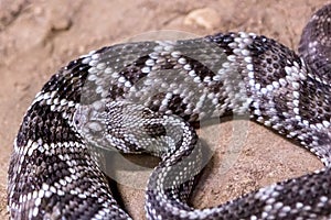 Rattlesnake, Crotalus atrox. Western Diamondback.