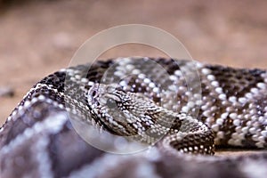 Rattlesnake, Crotalus atrox. Western Diamondback.