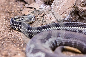 Rattlesnake, Crotalus atrox. Western Diamondback.