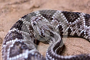 Rattlesnake, Crotalus atrox. Western Diamondback.