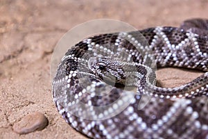 Rattlesnake, Crotalus atrox. Western Diamondback.