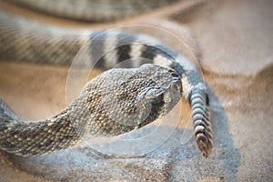 Rattlesnake crotalus close up view.