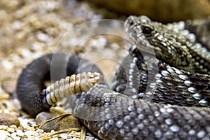 Rattlesnake - Crotalus durissus, poisonous. Dangers.
