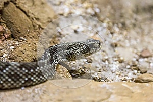 Rattlesnake - Crotalus durissus, poisonous. Dangers.