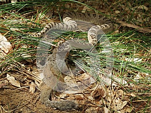 Rattlesnake finds lunch