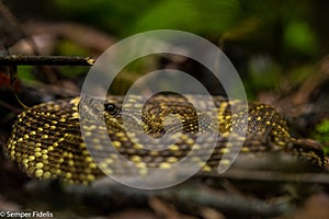 Rattlesnake hide in the grass photo