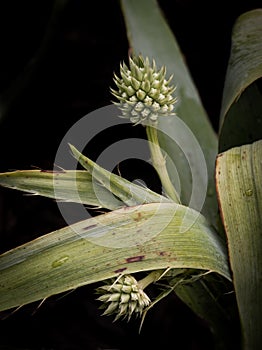 Rattlesnake Master Plant, Eryngium Yuccifolium