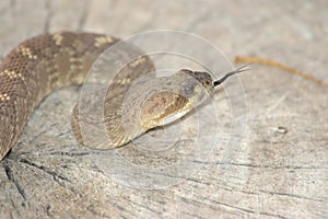 Rattlesnake preparing to strike