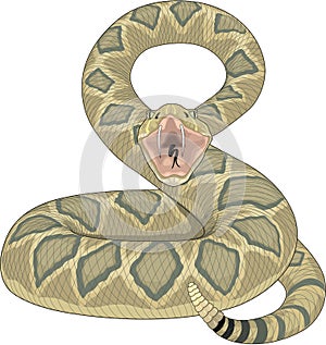 Rattlesnake Ready to Strike Illustration