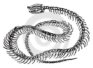 Rattlesnake Skeleton, vintage illustration