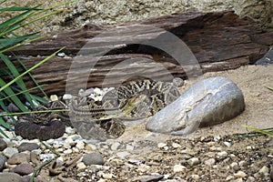 Rattlesnakes Intertwined on the Ground