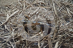 A rattle snake hiding under leaves for protection. photo