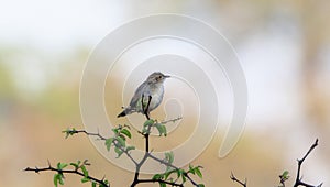 A Rattling Cisticola, Cisticola chiniana, sits perched on top of a tree branch in South Africa