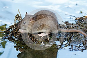 Rattus norvegicus, Brown Rat