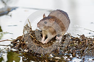 Rattus norvegicus, Brown Rat