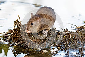 Rattus norvegicus, Brown Rat