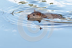 Rattus norvegicus, Brown Rat