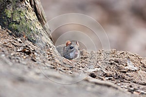 Rattus norvegicus, Brown Rat