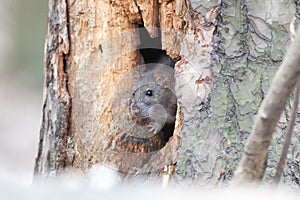 Rattus norvegicus, Brown Rat