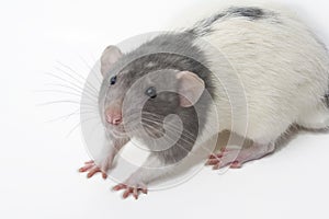 Rattus Norvegicus Dumbo Fancy Rat