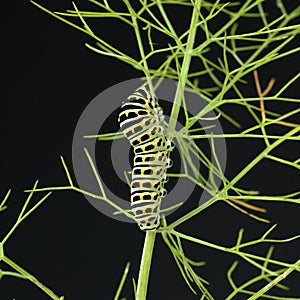 Raupe; Schwalbenschwanz; Papilio