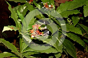 Rauvolfia serpentina,Indian snakeroot, Devil pepper