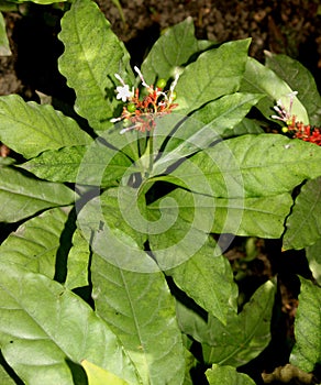 Rauvolfia serpentina,Indian snakeroot, Devil pepper photo