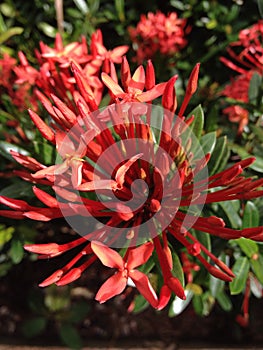 Rauvolfia serpentine