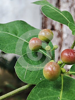 Rauvolfia tetraphylla is a plant in the family Apocynaceae, growing as a bush or small tree.